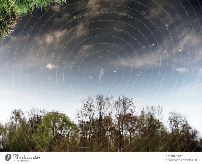 Grass from the sky?! Sky Clouds Reflection Tree Autumn Green Black White Yellow Summer Opposite Water Dirty leaf autum Blue optical illusion weed