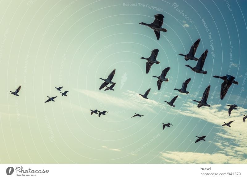 Foregel swarm flying towards the sun Vacation & Travel Tourism Summer vacation Nature Animal Sky Autumn Beautiful weather Aviation Bird Wild goose