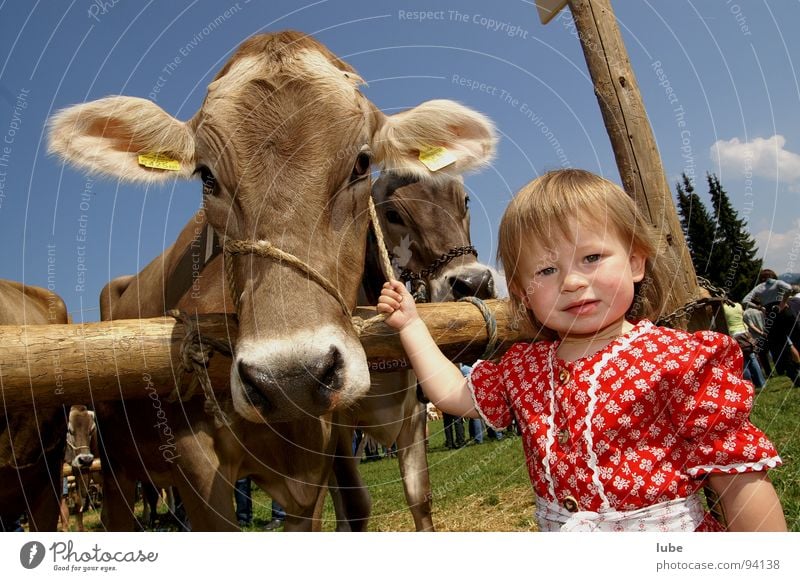 young farmer Agriculture Farmer Cow Cattle Calf Girl Livestock breeding cattle breeding cattle show