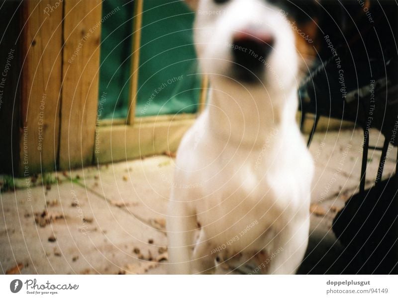 inquisitiveness Dog Curiosity Jump Beagle Under Mammal sniff Rope Nose Lomography Sherwood