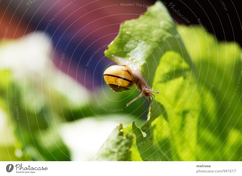 salad leaf trip Environment Sunlight Autumn Beautiful weather Foliage plant Agricultural crop salad leaves green salad Garden Animal Snail Mollusk "nocturnal,"