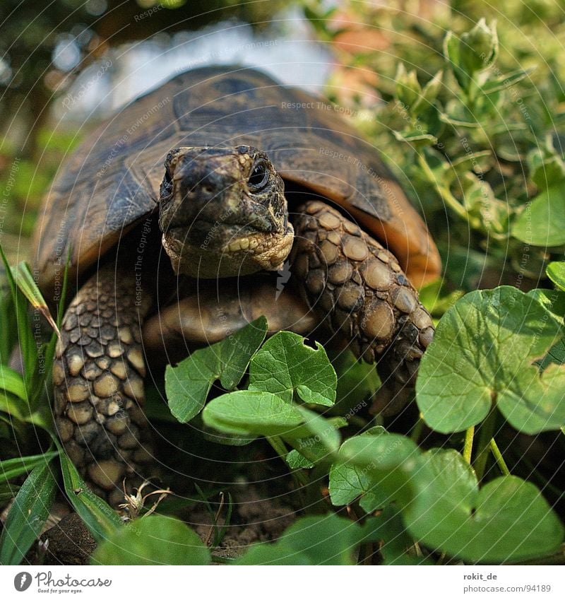 FLOCKI II. Turtle Loyalty Slowly Breathe Grass Tortoise Hard Claw Year Eltville Pet Alert Macro (Extreme close-up) Close-up Joy Armor-plated Old