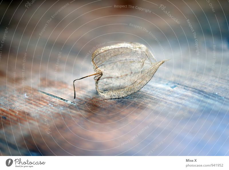 physalis Fruit Decoration Nature Autumn Kitsch Odds and ends Faded To dry up Moody Death Decline Transience Skeleton Physalis Rachis Hollow Wood Still Life