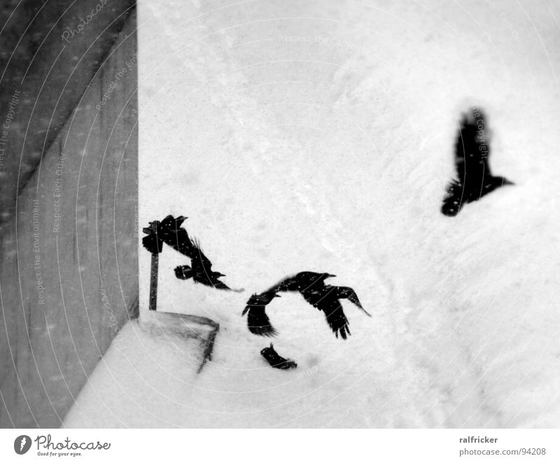 raben in the snow Raven birds Black Scare Departure Snowfall Crow Gloomy Gray Exterior shot Winter Flying Aviation Escape Black & white photo