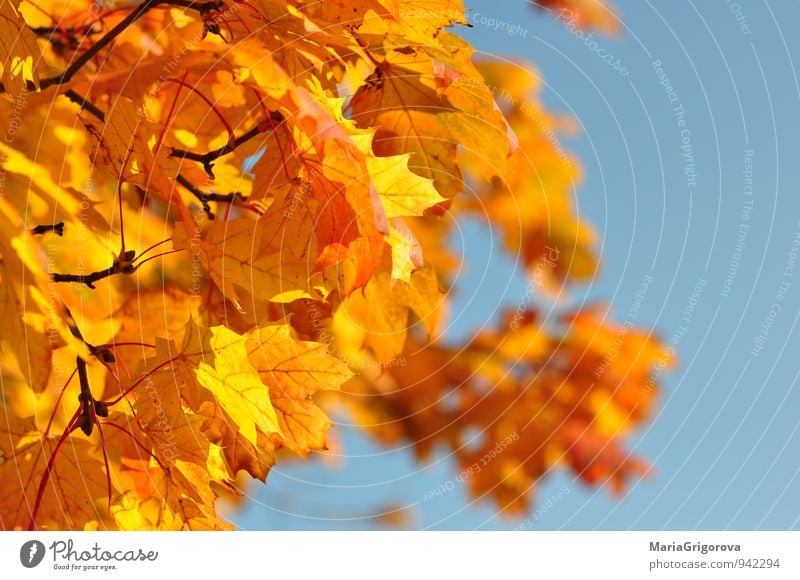 Autumn tree Nature Elements Air Sky Climate Climate change Tree Park Forest Happiness Determination Serene Colour photo Morning Day Light Sunlight