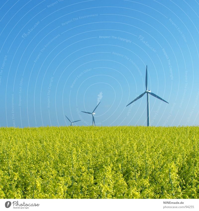 Brassica napus II Canola Canola field Field Oilseed rape flower Oilseed rape oil Blossom Flower Yellow Green Sky blue Rotate White 3 Blur Square Spring Summer