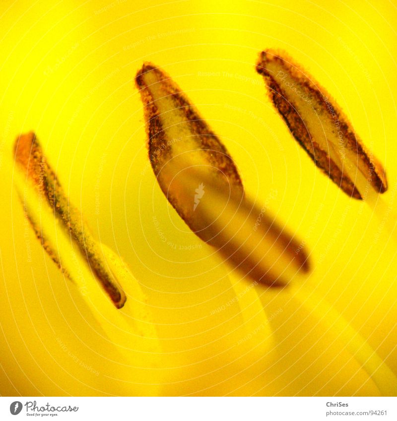 Inside the lily Lily Lily plants Yellow Brown Stamen Fertilization Blossom Flower Plant Spring Summer Macro (Extreme close-up) Close-up Pollen Seed Garden