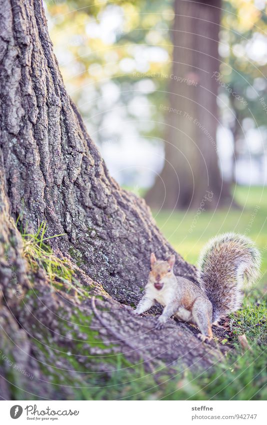 Tierisch gut: Grey squirrels Nature Sunlight Autumn Beautiful weather Tree Park Forest Wild animal 1 Animal Happiness Cute Squirrel Acorn Cuddly Tree bark