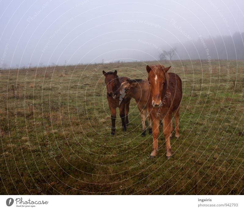 Three in the morning fog Nature Landscape Sky Horizon Autumn Fog Tree Field Pasture Animal Farm animal Horse Iceland Pony Foal 3 Herd Baby animal Observe