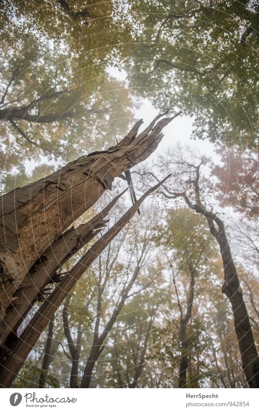 residual tree Environment Nature Landscape Plant Autumn Fog Tree Forest Old Broken Natural Brown Green Tree trunk Tree stump Deciduous forest Beech wood