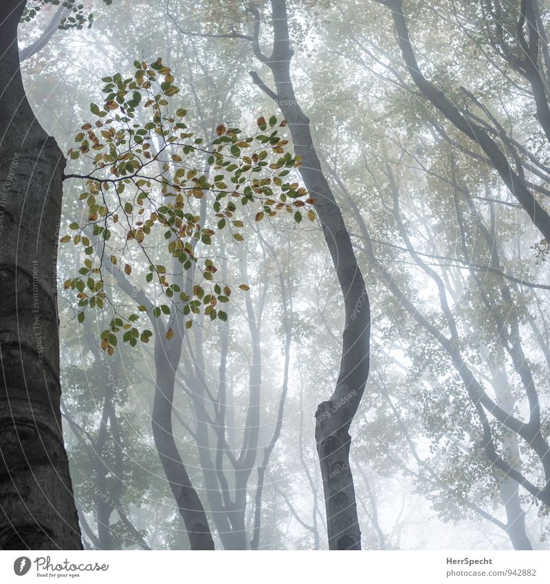 Cloud forest V Environment Nature Autumn Bad weather Fog Tree Forest Creepy Natural Brown Gray Green Misty atmosphere Autumnal Autumnal colours Autumnal weather