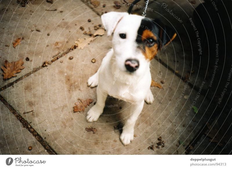 doggi Dog Beagle Brown Curiosity Animal White Looking Mammal Middle Lomography Sit Animal portrait Animal face Puppydog eyes Beautiful Cute Dearest Dog's snout