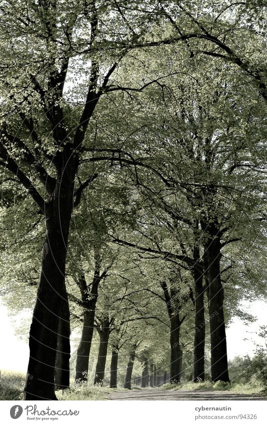 leaf canopy Spring Avenue Tree Branchage Leaf canopy Street Perspective Far-off places