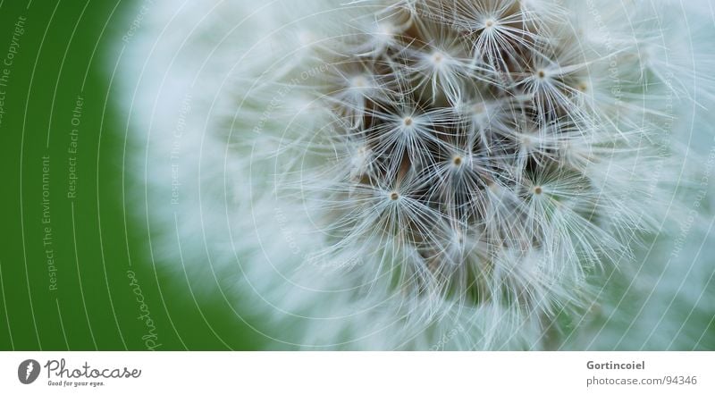 softy Nature Plant Flower Soft Dandelion Seed Colour photo Subdued colour Exterior shot Detail Macro (Extreme close-up) Copy Space left Shallow depth of field