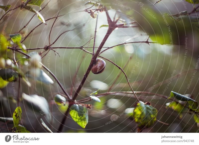 in the snail house Environment Nature Landscape Plant Animal Sun Autumn Beautiful weather Wild plant Garden Park Forest Esthetic Fresh Brown Green Serene