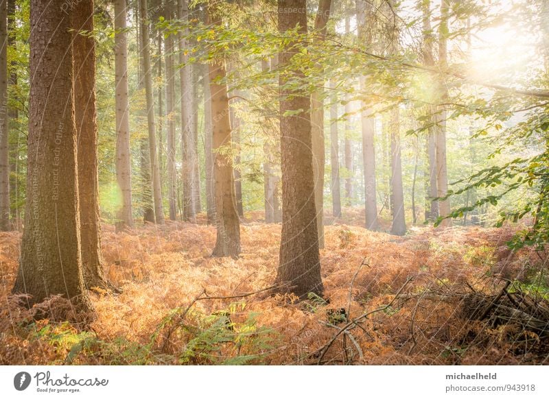 Golden Autumn Landscape Sun Sunrise Sunset Sunlight Tree Fern Forest Think Smiling Love Dream Positive Beautiful Warmth Emotions Warm-heartedness Responsibility