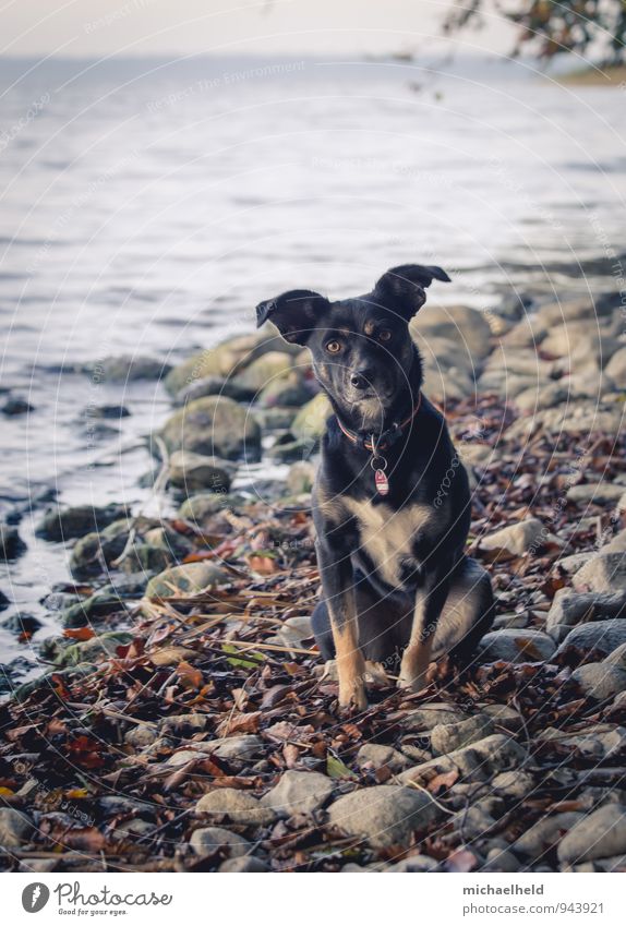 Loyal friend Nature Landscape Water Autumn Waves Coast Lakeside Selenter Lake Schleswig-Holstein Animal Pet Dog 1 To enjoy Vacation & Travel Hiking Wait Fresh