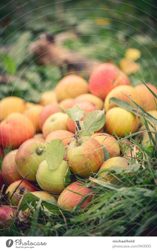 Apple harvest 1 Food Fruit Nutrition Organic produce Vegetarian diet Nature Autumn Agricultural crop Garden Fresh Healthy Idyll Sustainability Tradition