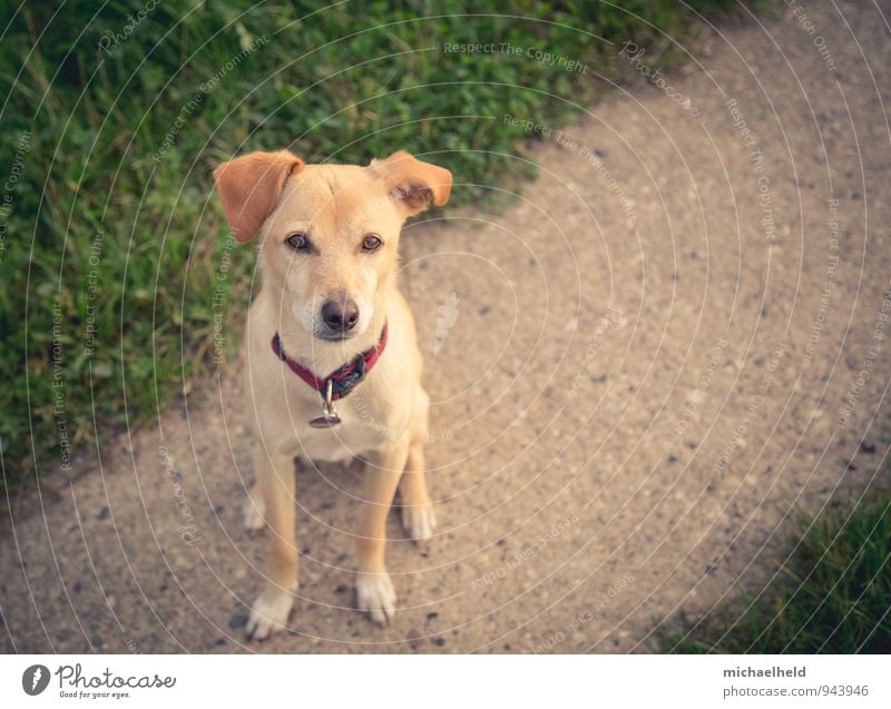 faithful friend Animal Pet Dog 1 Think Sit Wait Cute Brown Yellow Gold Green Protection Friendship Love of animals Loyalty Freedom Leisure and hobbies Hope