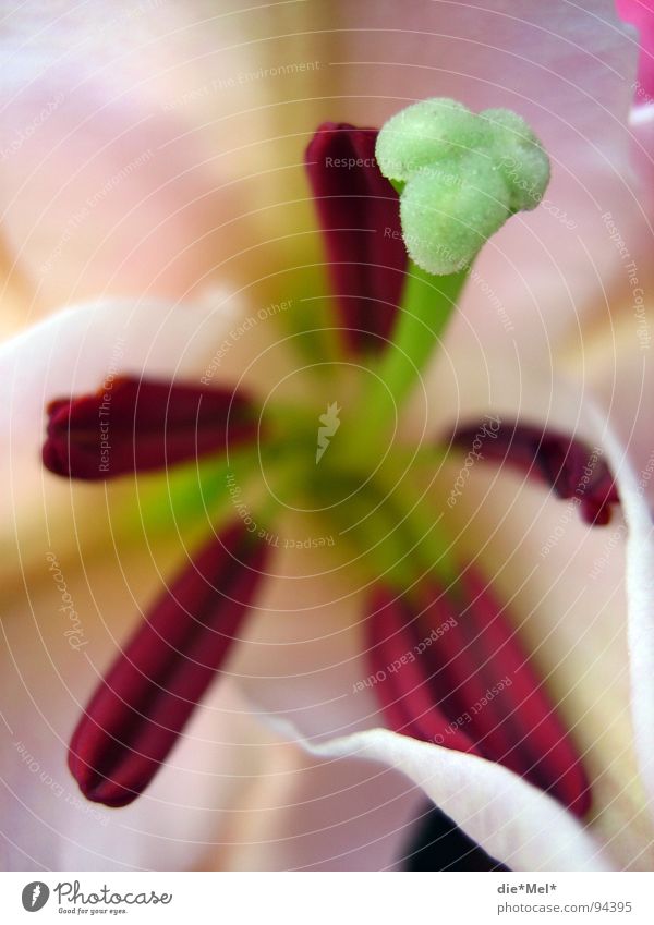 Lili near Blossom Flower Green Red White Blossom leave Spring Plant Pollen Lily Pink Macro (Extreme close-up) Pistil Nature Garden Detail pollination Close-up