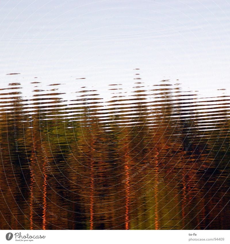 forest lake Lake Forest Mirror Light Grid Reflection Wet Summer Structures and shapes Nature Water Sky Blur