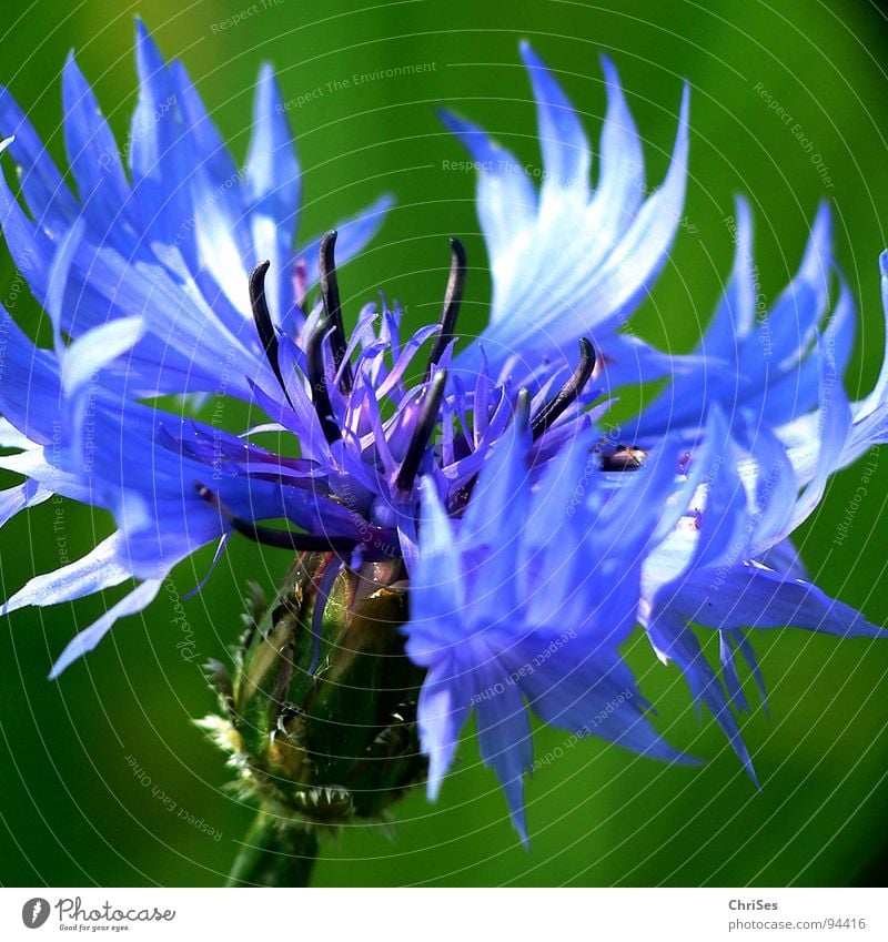 cornflower blue Flower Cornflower Green Blossom Stamen Field Agriculture Meadow Spring Summer Macro (Extreme close-up) Close-up Grain Blue Sun ChrISISIS