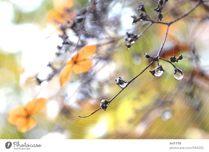 November atmosphere in the garden Plant Air Water Clouds Autumn Rain Flower Blossom Creeper Garden Park Exceptional Fantastic Wet naturally pretty Blue Brown