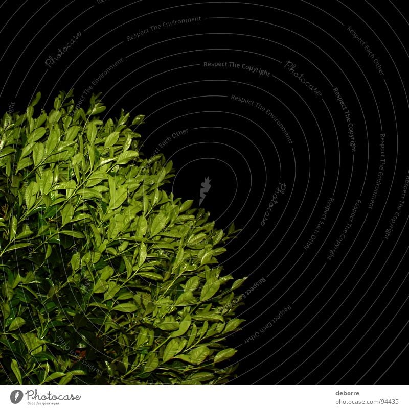 Green hedge photographed at night on a black background. Black Bushes Plant Night Dark Growth Garden Park Contrast Shadow Nature Placed