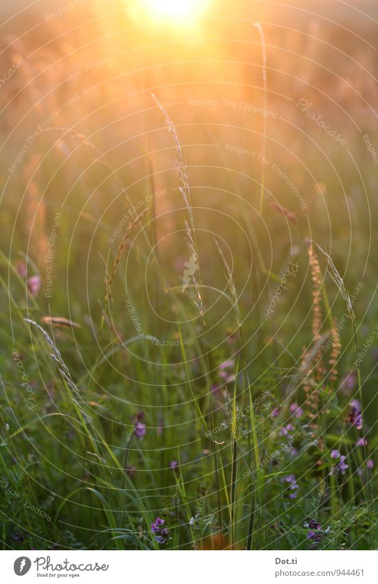 [some kitschy title] Environment Nature Plant Sun Sunrise Sunset Sunlight Summer Beautiful weather Grass Meadow Kitsch Moody Idyll Meadow flower Summer evening