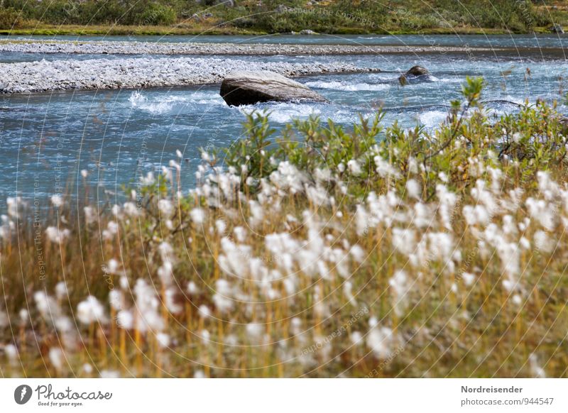 Trash 2015 | Woolly Grass Senses Calm Vacation & Travel Nature Landscape Plant Water Summer River Blossoming Friendliness Fresh Natural Loneliness Relaxation