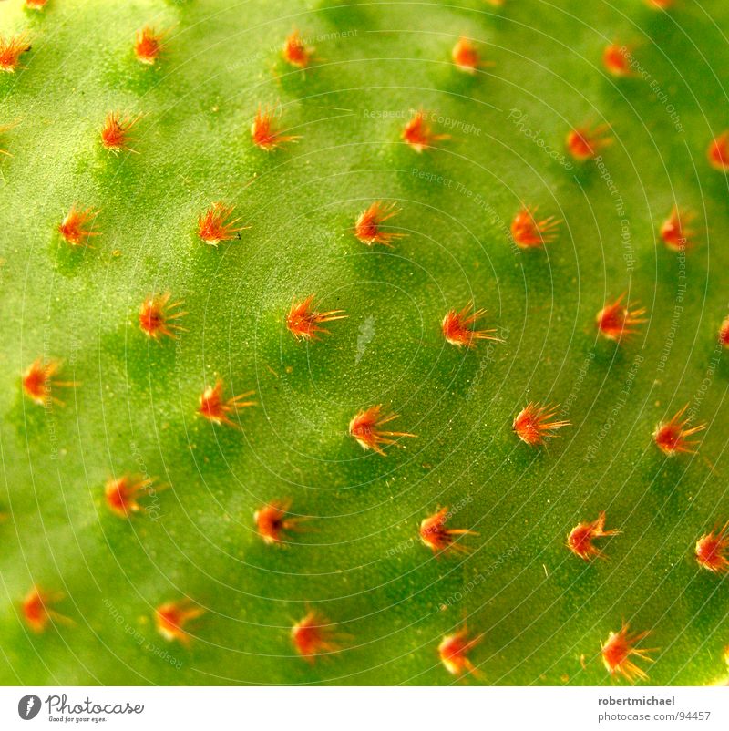 the cactus grid Cactus Angiosperm Grid Red Pierce Scratch Individual Pattern Science & Research Diagonal Square Blossom Green Multiple Small Pixel Corner Plant