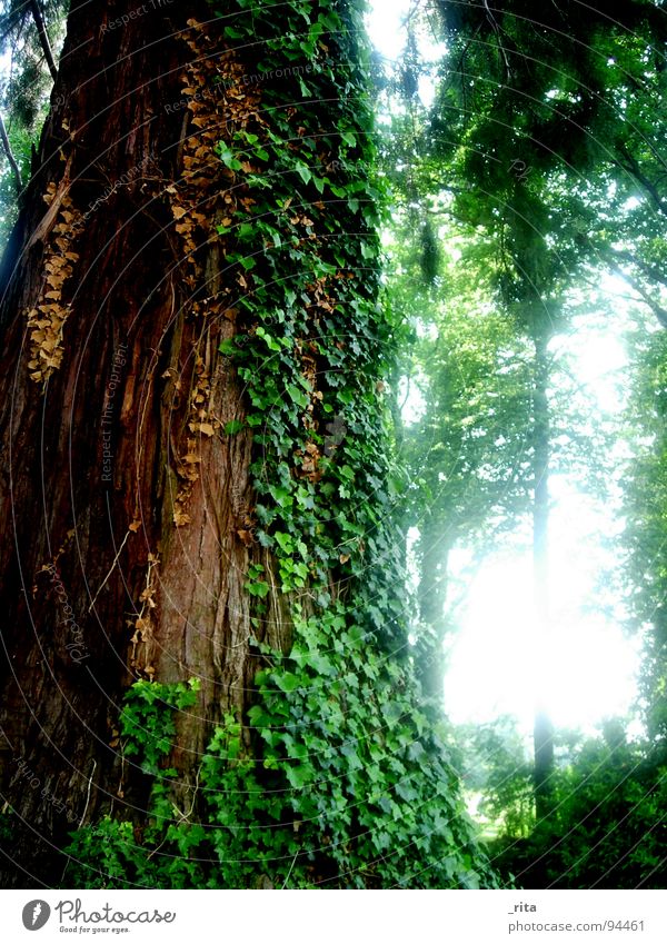 elephant tree Tree Ivy Forest Green Brown Light Tree bark Leaf Tendril Beautiful Spring Idyll Large Marula tree Might Wood Nature Backlight Sun Plant Tree trunk