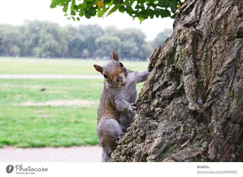 Hattu Nüsschen? Nature Landscape Tree Park Meadow Animal Wild animal Squirrel 1 Observe To feed Feeding Friendliness Curiosity Cute Brown Green Love of animals