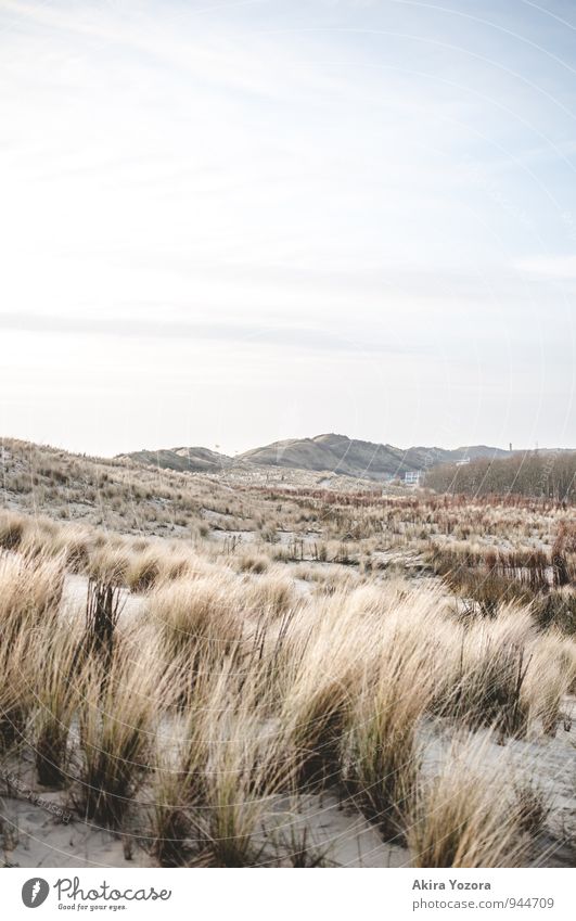 dune landscape Nature Landscape Sand Sky Clouds Beautiful weather Grass Bushes Meadow Relaxation Vacation & Travel Blue Brown Green White Beach dune