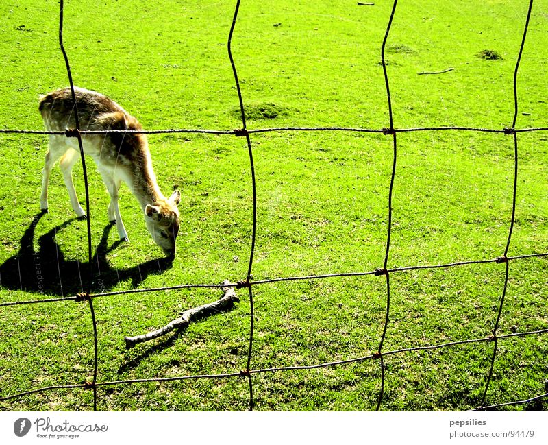 fawn grazing Fawn Fence Meadow Green Juicy Loneliness Spring Mammal Lawn