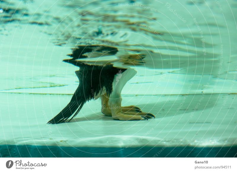 penguinitis Penguin Animal Zoo Cold Bird water underwater Underwater photo