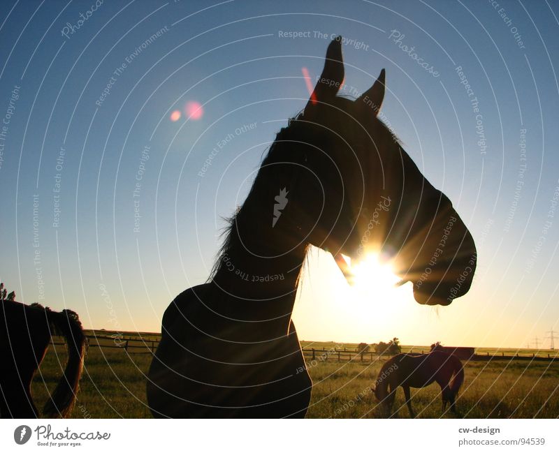 Come to where the flavour is I Horse sausage Meadow Flower White Green Juicy Clouds Bad weather Light Shadow Dazzle Tree Heathland Bushes Tuft of grass Grass