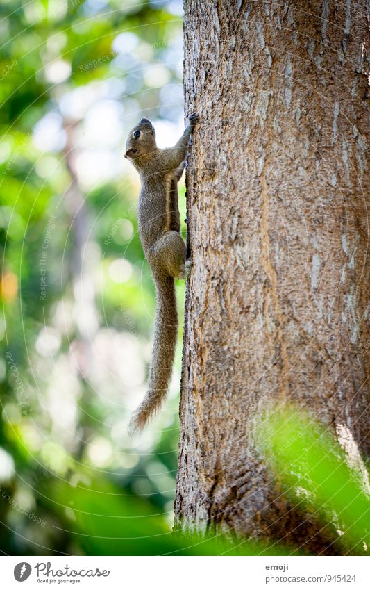 squirrel Animal Wild animal Pelt Zoo Petting zoo 1 Cuddly Green Squirrel Climbing nimble Colour photo Exterior shot Deserted Day Shallow depth of field