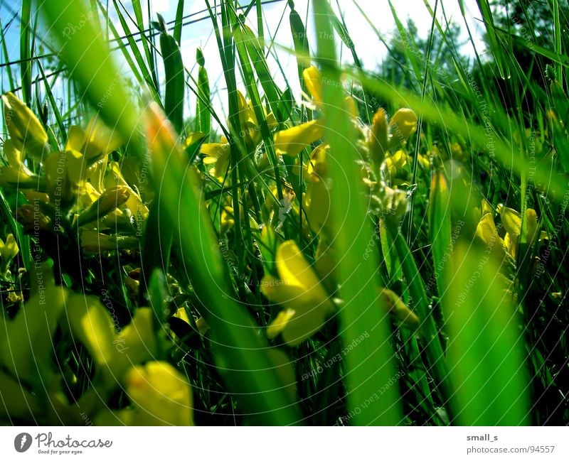 Sunday green Yellow Jump Nature Macro (Extreme close-up) Plant flowers blue sun light fun grass grassland meadow pasture plan blossoms