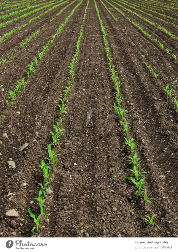 vanishing point Field Brown Plowed Spring Contrast Agriculture Tracks Summer Wheat Barley Rye Farm Harvest Sowing Seeds Far-off places Simple Symmetry