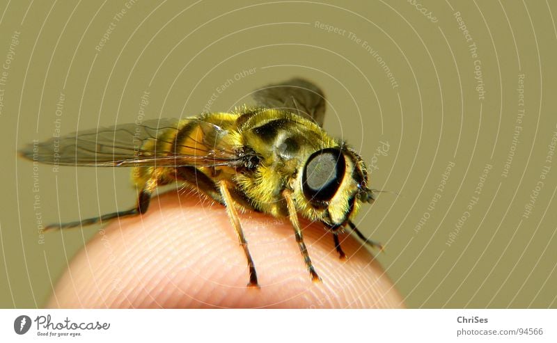 Big Hoverfly 01 Wasps Hover fly Yellow Black Insect Fingers Animal Summer Articulate animals Dipterous Macro (Extreme close-up) Close-up Fear Panic fauna spring