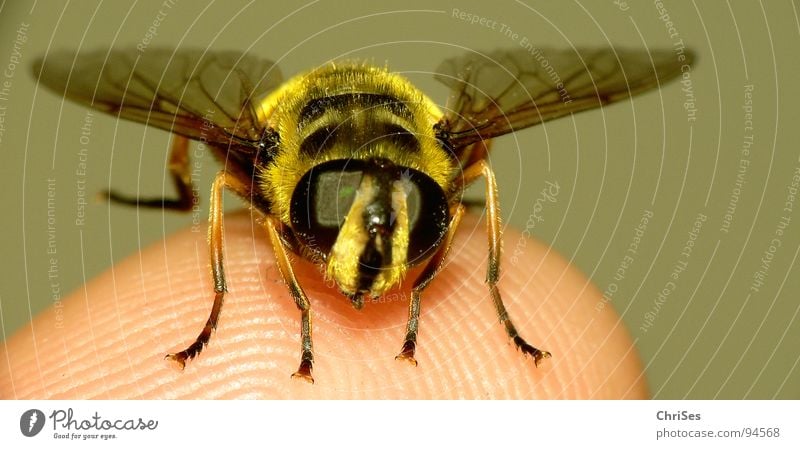 Big Hoverfly 02 Wasps Hover fly Yellow Black Insect Fingers Animal Summer Articulate animals Dipterous Fear Panic Macro (Extreme close-up) Close-up fauna spring