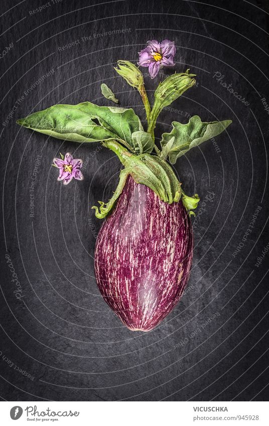 striped eggplant with leaves and flowers Food Vegetable Life Summer Nature Plant Green Violet Pink Black Aubergine Background picture Dark Slate Garden