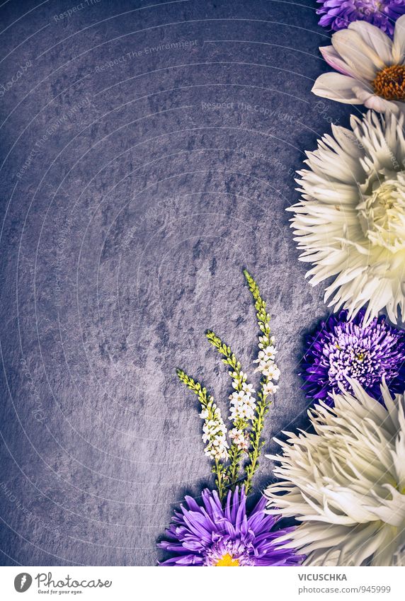 Composition white dahlias and purple asters flowers Style Design Life Summer Nature Plant Autumn Flower Bouquet Blue Violet White Background picture composition