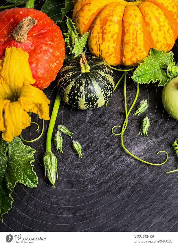 Different pumpkin with flowers and leaves Food Vegetable Nutrition Style Design Garden Plant Autumn Nature Mixture Pumpkin Pumpkin time Harvest Tradition