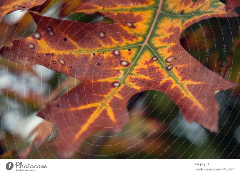 Summer goodbye Nature Plant Autumn Climate Climate change Tree Leaf red oak Old Brown Yellow Green Transience Change Time Autumn leaves Oak tree Washed out