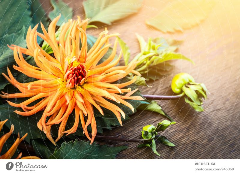 Orange dahlia flower in sunlight Lifestyle Design Leisure and hobbies Summer Garden Nature Plant Sunrise Sunset Autumn Flower Park Bouquet Soft Yellow Green