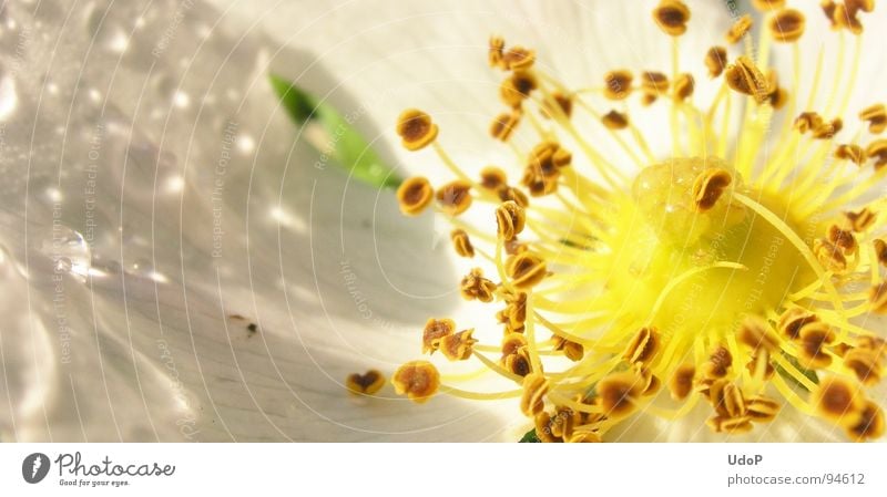 rosery White Yellow Blossom Blossom leave Spring Macro (Extreme close-up) Close-up Pistil Detail Rope Drops of water Rain