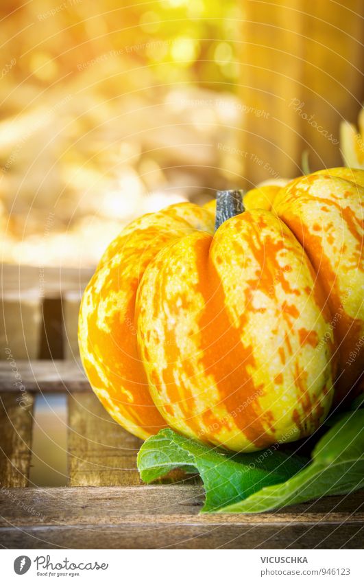 Sunny pumpkin on wooden box in garden Food Vegetable Nutrition Organic produce Vegetarian diet Style Design Garden Nature Summer Autumn Beautiful weather