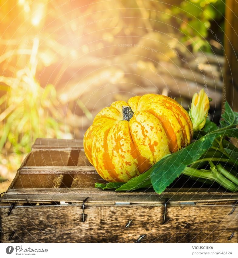 Pumpkin on old wooden box in the sun in autumn garden Lifestyle Design Leisure and hobbies Living or residing Garden Decoration Thanksgiving Hallowe'en Nature